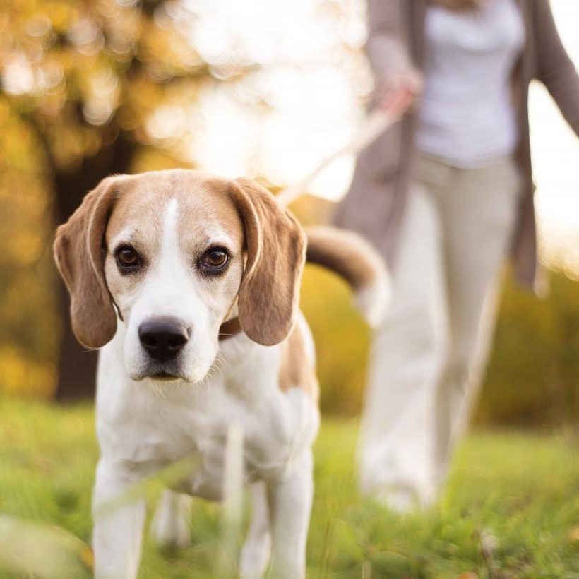 cute-god-walking-in-park-with-owner